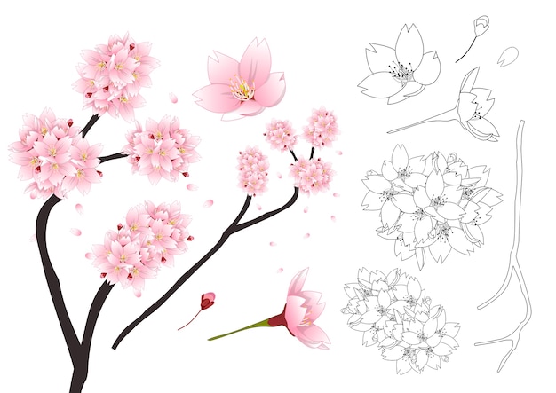 Vecteur sakura cherry blossom fleur contour