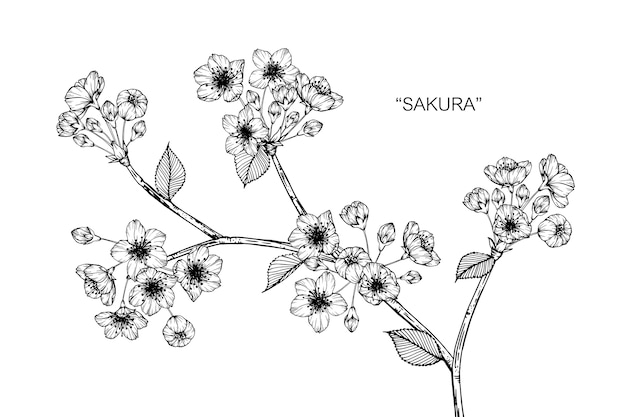 Sakura Fleur Dessin Illustration