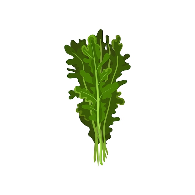 Vecteur salade fraîche d'herbe de roguela laisse un vecteur alimentaire végétarien biologique sain illustration isolée sur un fond blanc