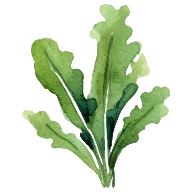 Vecteur salade peinte à l'aquarelle elément de conception d'aliments frais dessiné à la main isolé sur fond blanc