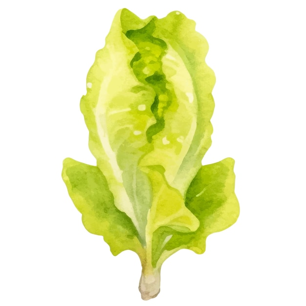 Salade peinte à l'aquarelle Elément de conception d'aliments frais dessiné à la main isolé sur fond blanc