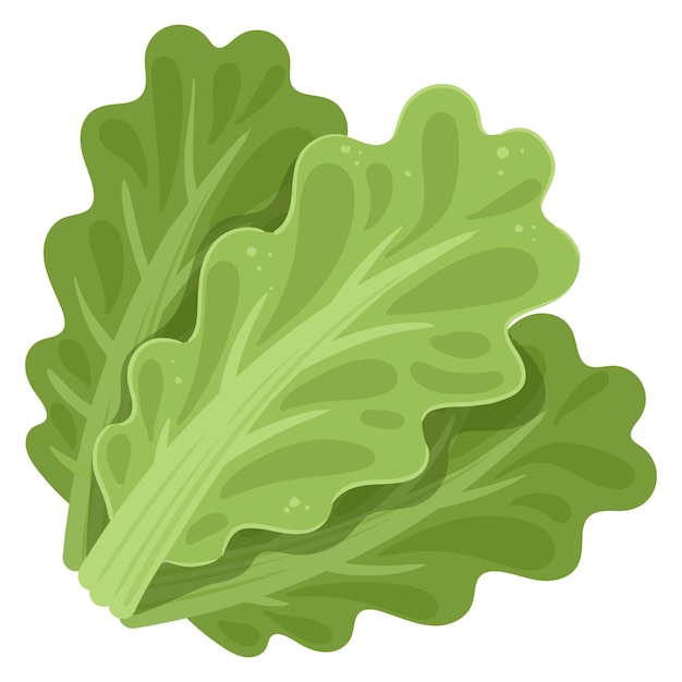 Salade verte de dessin animé feuilles été verts frais illustration vectorielle plane sur fond blanc