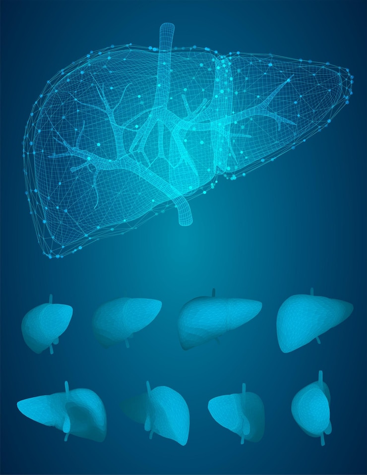 Vecteur santé et médecine du vecteur 3d du foie humain