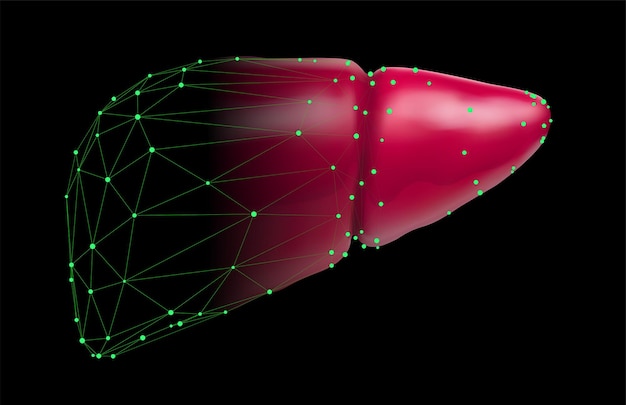 Santé Et Médecine Du Vecteur 3d Du Foie Humain