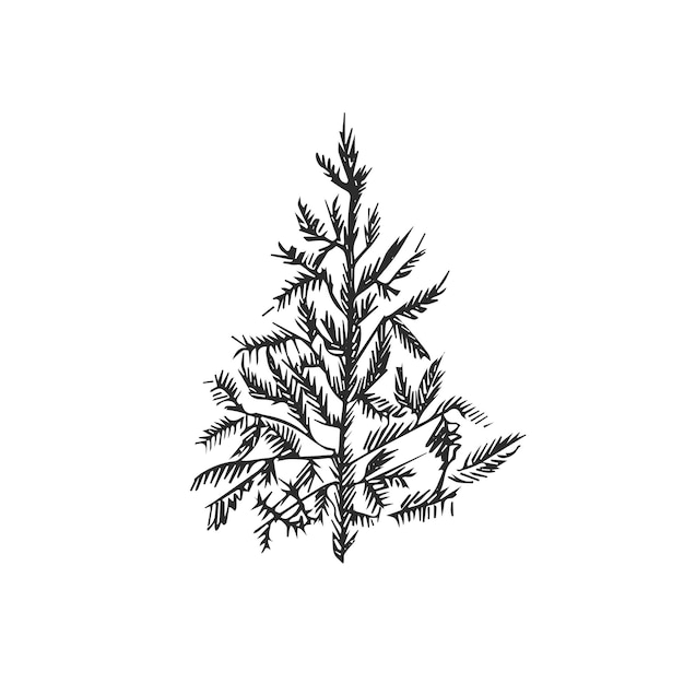 sapin isolé sur illustration vectorielle fond blanc