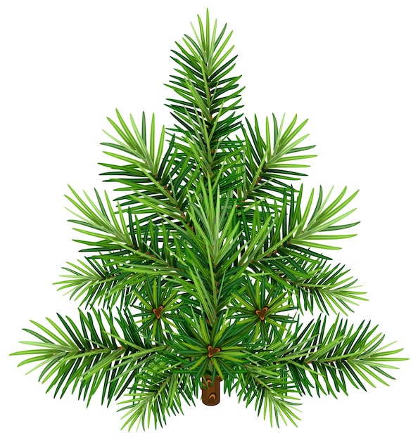 Sapin de Noël vert. Isolé sur blanc