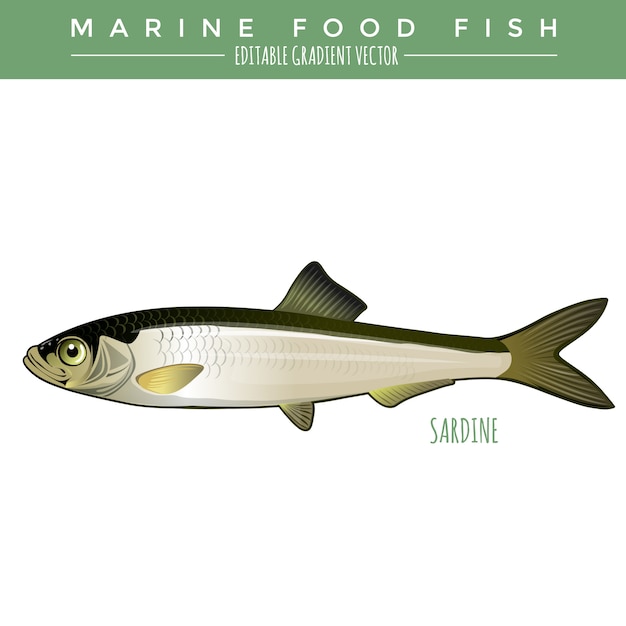 Sardine. Poissons marins