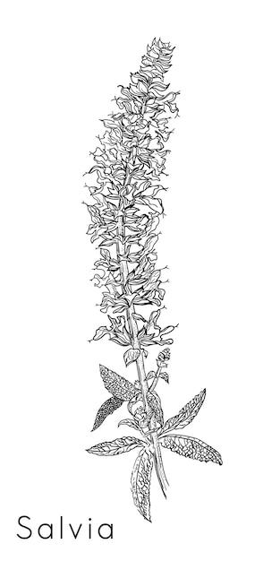 Sauge Une Image Réaliste Peinte D'une Plante à Fleurs Illustration Vectorielle Isolée Noire Sur Fond Blanc