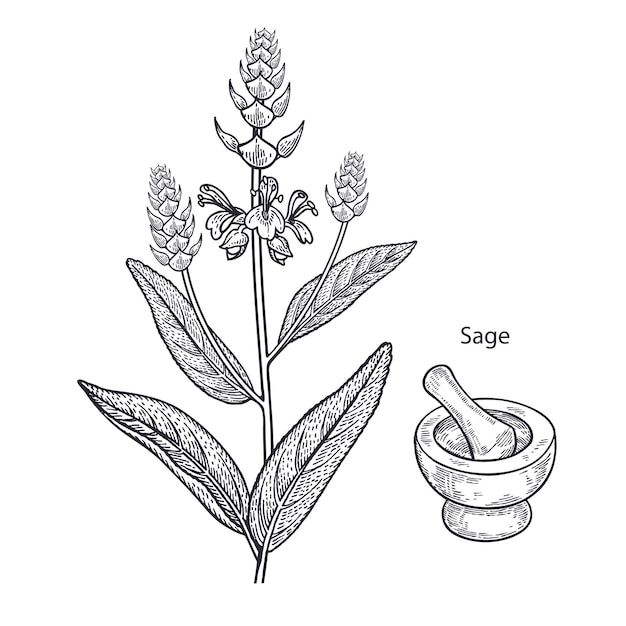 Vecteur sauge des plantes médicinales