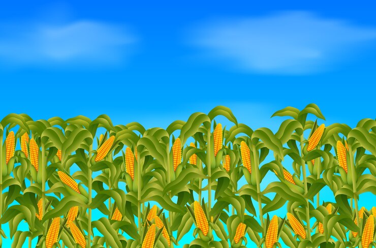 Vecteur scène de ferme avec du maïs frais
