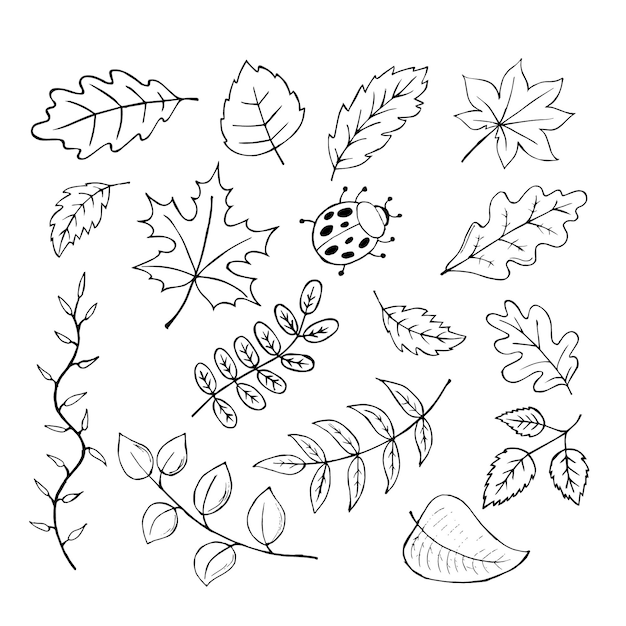 Scetch Ensemble De Feuilles D'été Contour Et Coccinelle