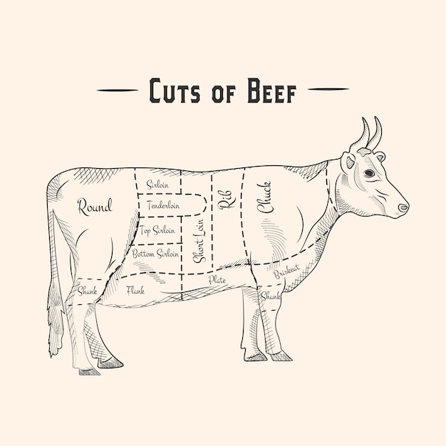 Schéma de découpes de viande de bœuf pour l'illustration vectorielle du steak et du rôti