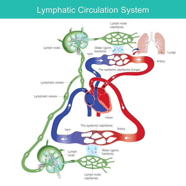 Vecteur schéma du système de circulation lymphatique le système de circulation lymphatique pour l'enseignement médical illustrationxa