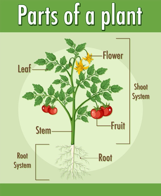 Schéma montrant les parties d'une plante