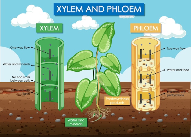 Schéma Montrant Le Xylème Et Le Phloème