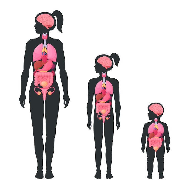 Vecteur schéma des organes internes féminins femme fille et enfant en bas âge organes internes anatomie cerveau coeur et emplacement du système reproducteur dans le corps plat illustration vectorielle ensemble infographie du corps féminin
