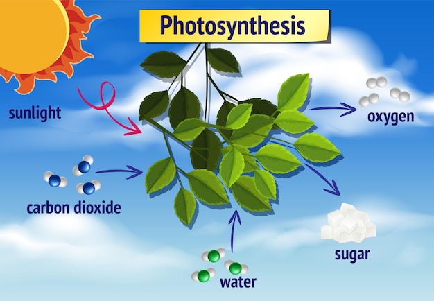 Schéma De La Photosynthèse Pour L'enseignement De La Biologie Et Des Sciences De La Vie