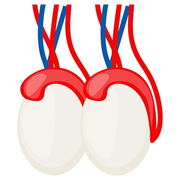 Vecteur scrotum et testicules humains concept conception vectorielle système d'organes anatomie humaine parties du corps humain stock