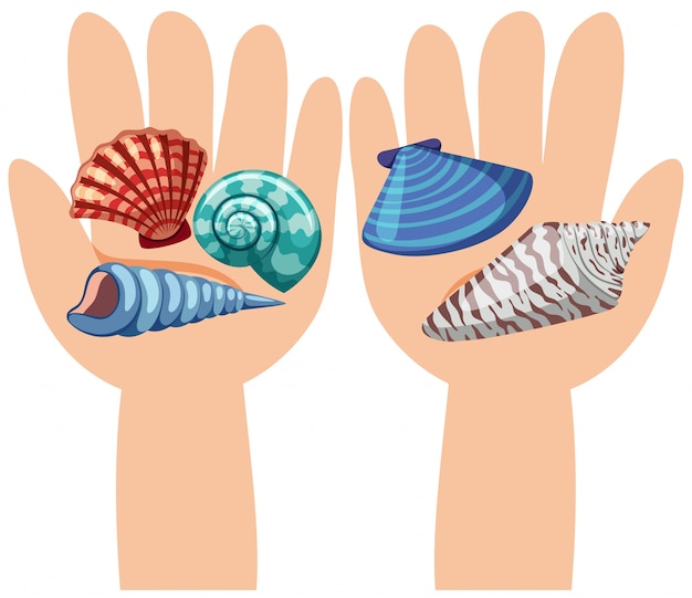 Seashells Sur Les Mains Humaines