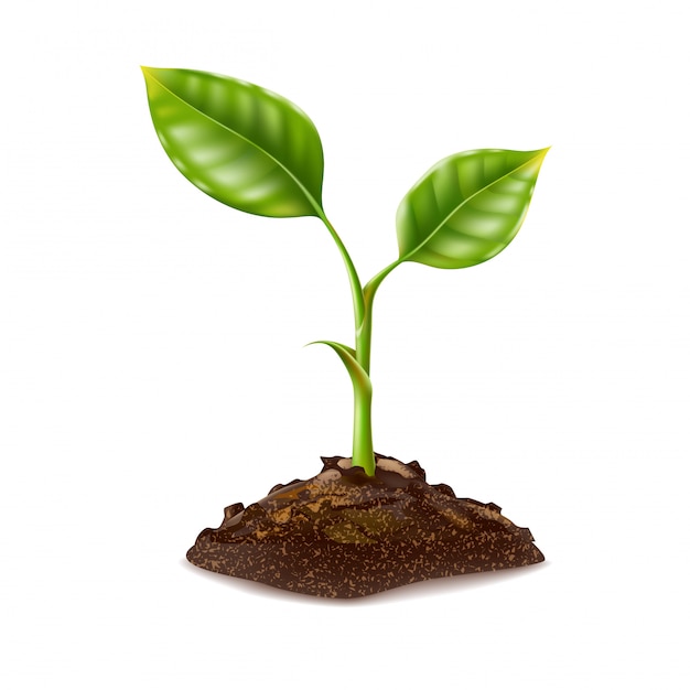 Pousse De Plante PNG Images, Vecteurs Et Fichiers PSD