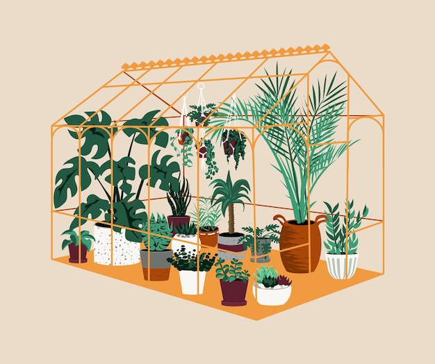 Vecteur serre maison botanique avec des plantes exotiques et cultivées à la maison jardin moderne avec des arbres en pot décoratifs les palmiers tropicaux poussent dans la serre illustration vectorielle de l'orangerie de dessin animé