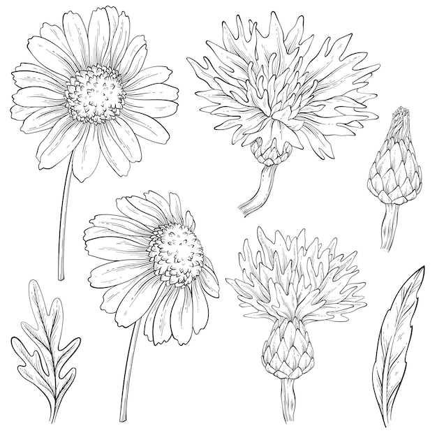 Vecteur sertie de contours de bleuets et de marguerites fleurs sauvages design illustration vectorielle