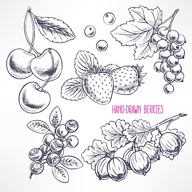 Sertie de différentes baies et feuilles mûres. illustration dessinée à la main
