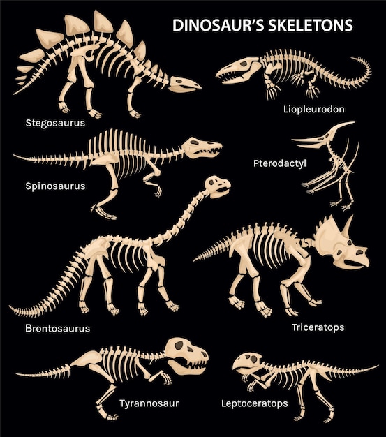 Sertie d'images isolées de vue latérale du squelette de dinosaure sur fond noir avec illustration vectorielle de légendes de texte modifiables