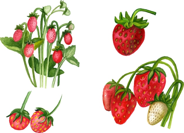 Set aquarelle fraise