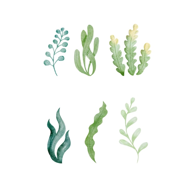Set D'aquarelles De Dessins Animés Vectoriels De Plantes Marines Avec Des Algues