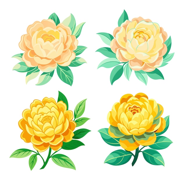 Vecteur set de belles fleurs de pioie jaune pour le décor sur fond blanc