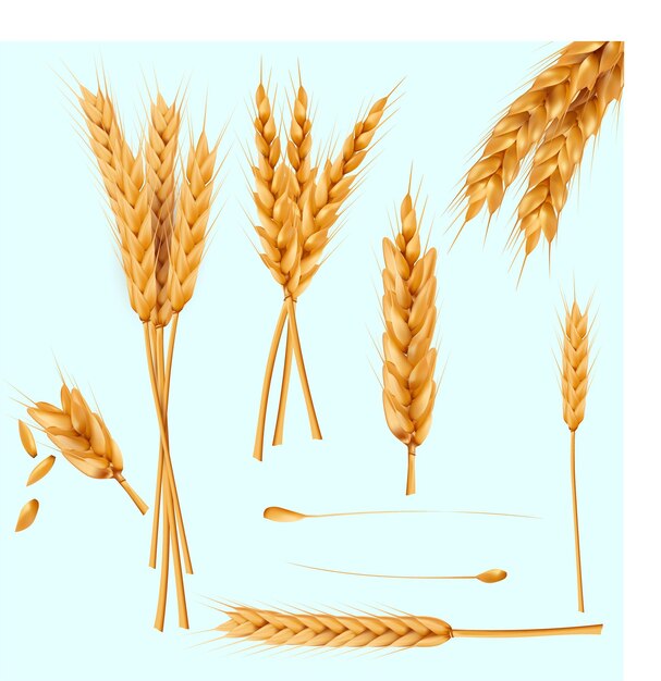 Set de blé épis et faisceaux de blé isolés sur un fond blanc élément de conception pour la récolte