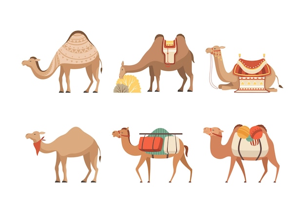 Set de chameaux animaux sauvages et domestiques du désert avec des selle illustration vectorielle de dessin animé
