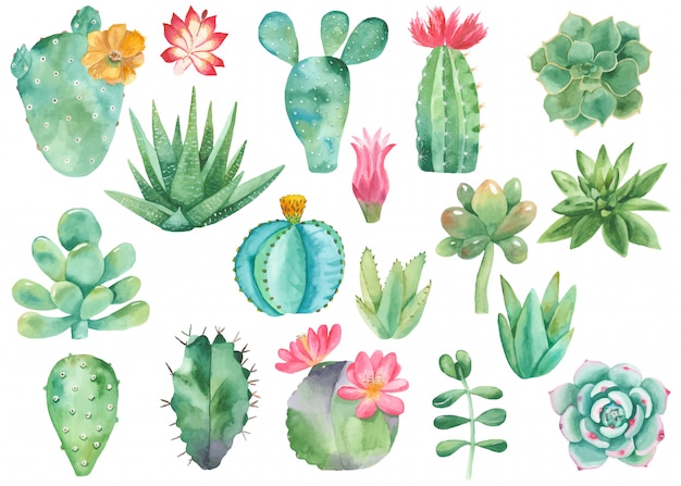 Set clipart de cactus