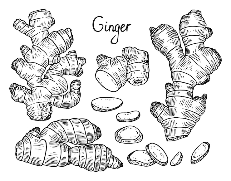 Vecteur set de croquis de gingembre la racine de la plante d'épices produit alimentaire sain illustration vectorielle dessinée à la main
