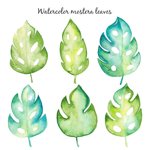 Set De Feuilles D'aquarelle Monstera