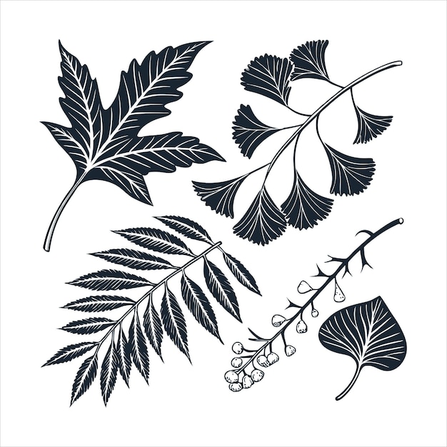 Set de feuilles botaniques vintage d'érable de chêne et de design vectoriel de ginkgo