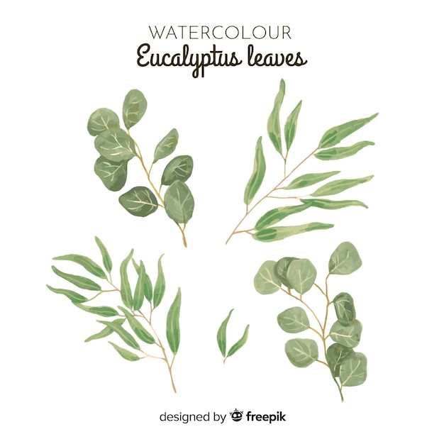 Set De Feuilles D'eucalyptus Aquarelle