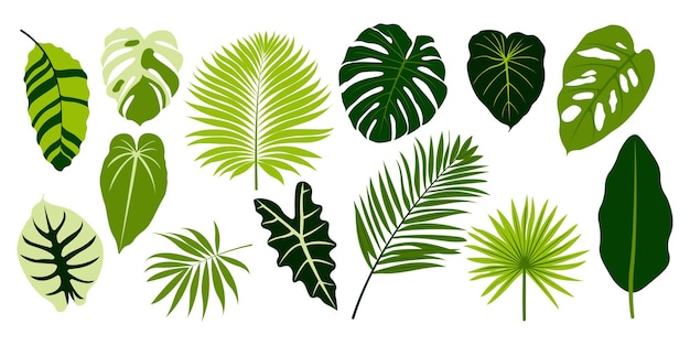 Set de feuilles tropicales Des feuilles de palmiers exotiques isolées sur fond blanc Éléments de conception pour des cartes d'invitation Des motifs d'illustration vectorielle