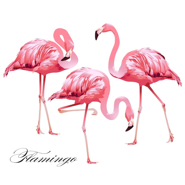 Set De Flamants Roses Oiseaux Tropicaux.