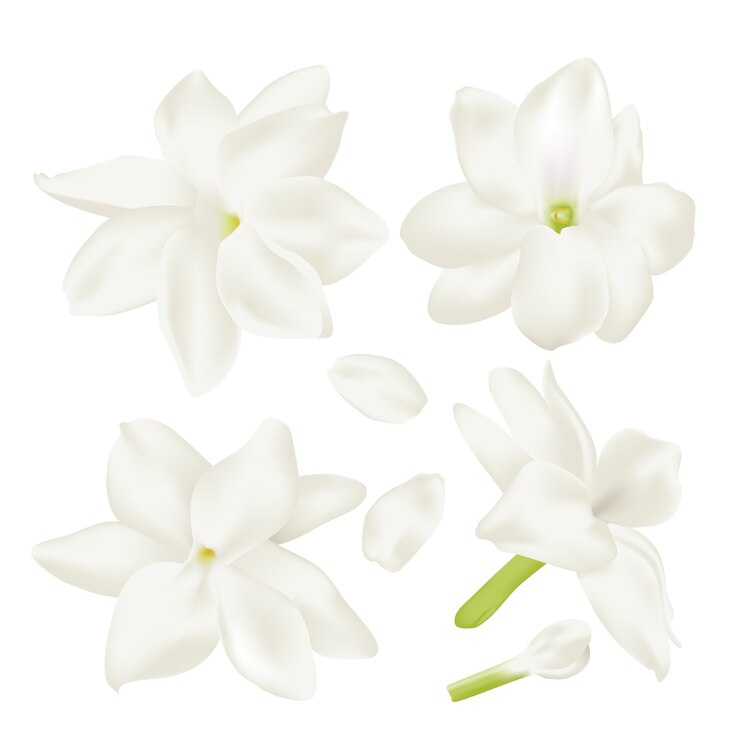 Set fleur de jasmin blanc