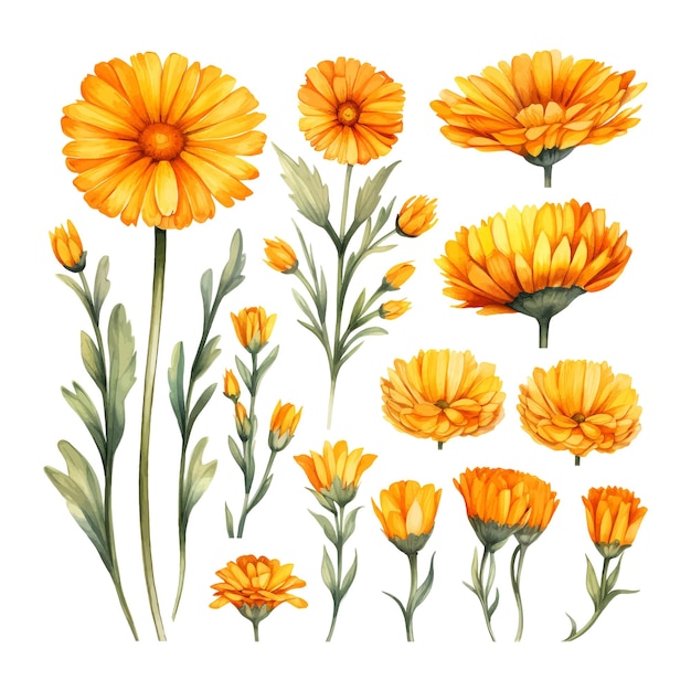 Set de fleurs d'aquarelle de calendule sur fond blanc