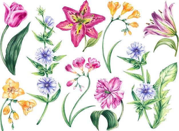 Vecteur set de fleurs à l'aquarelle les fleurs de prairie de printemps les tulipes frézie les lilas de chicorée
