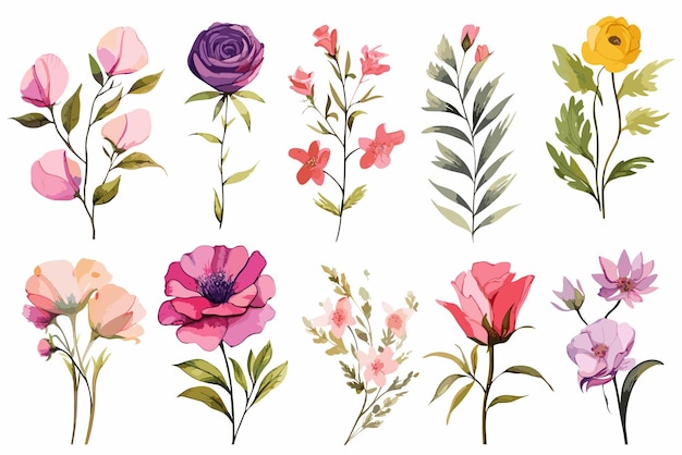 Set De Fleurs à L'aquarelle