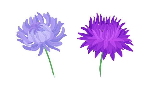 Set de fleurs d'aster Des chrysanthèmes en fleurs Éléments de conception florale pour la décoration d'une carte de vœux d'invitation Illustration vectorielle