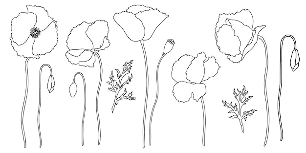 Vecteur set de fleurs de pavot illustration vectorielle dans le style de contour dessin linéaire noir isolé sur blanc