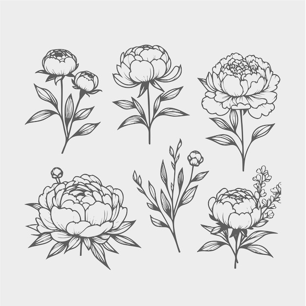 Set de fleurs de pioie illustration vectorielle dessinée à la main isolée sur fond blanc.