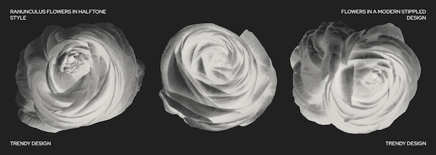 Set de fleurs de ranunculus dans le style demi-tonnes Têtes de fleurs dans différentes positions Fleurs et nature