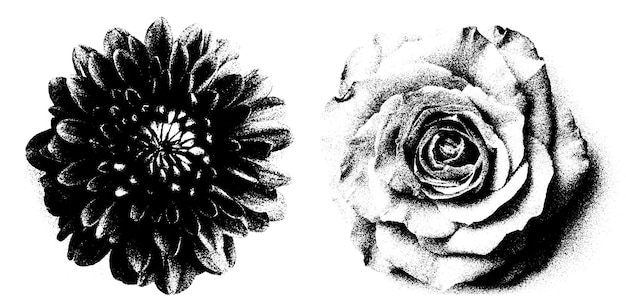 Set floral abstrait avec des illustrations de marguerites roses et de camomille dessinées à la main à l'encre avec