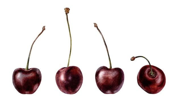 Set de fruits de cerise Berry of Sweet cherry Illustrations à l'aquarelle dessinées à la main Clip art pour les menus, les emballages et les cartes textiles cosmétiques
